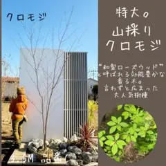 2026年最新】クロモジ 山採りの人気アイテム - メルカリ