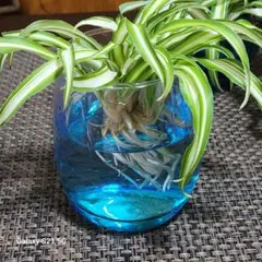 2025年最新】オリヅルラン ボニーの人気アイテム - メルカリ