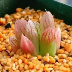 ポ*コ様 多肉植物　ハオルチア オブツーサ錦黄色斑　Y-35