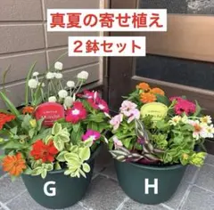 G＆H☆真夏に強い☆ぎっしり詰まった☆寄せ植えの鉢花☆真夏はこれです。のサムネイル