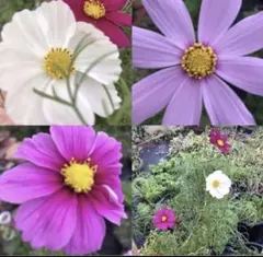 花の種☆コスモス☆秋桜☆花色混合☆①