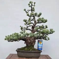 2025年最新】銀八房五葉松の人気アイテム - メルカリ