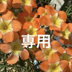 かいてぃ～様 リクエスト 2点 まとめ商品