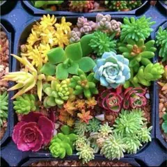 多肉植物 カラフル寄せ植えセット♪ 2セット 799円！！のサムネイル
