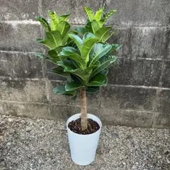 希少種❗フィカス・ジョイハート曲‼️ゴムの木観葉植物！幹太高さ115
