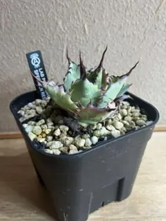 2025年最新】甲蟹 屈原の人気アイテム - メルカリ