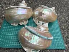 夜光貝8個セット 本日のみ - メルカリ