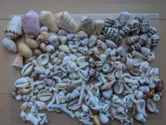 ショーブレ様 リクエスト 2点 まとめ商品