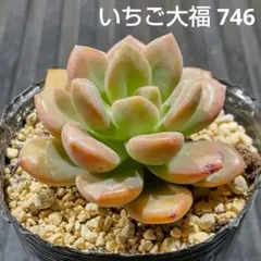 えび様 リクエスト 3点 まとめ商品