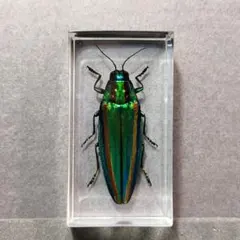 ゆるりんご様 リクエスト 2点 まとめ商品