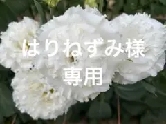 はりねずみ様専用