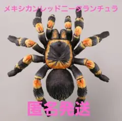 2025年最新】タランチュラの世界の人気アイテム - メルカリ