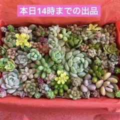 多肉植物　カット苗詰め合わせ