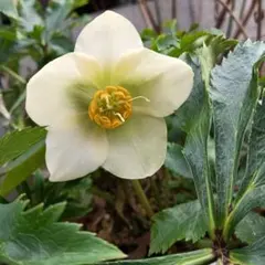 2285 モーリー クリスマスローズ 開花株 - メルカリ