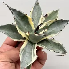 た*し様 【龍門】アガベ　特選　多肉植物 パラサナ ファイヤーボール　極上株のサムネイル