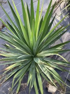 【極耐寒性ユッカ】【中斑】【レア】【芋付き】希少レクルビフォリア中斑 極耐寒性ユッカ】【中斑】【レア】【芋付き】希少レクルビフォリア中斑