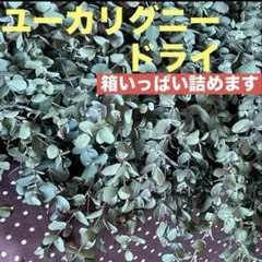 フレッシュ ユーカリ グニー 若葉 ネコポスいっぱい 100サイズ箱