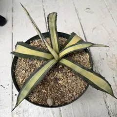 2026年最新】那智の輝きの人気アイテム - メルカリ