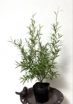 シルバーティーツリー　約210cm オージープランツ/メラレウカ　36 楽天市場】【メラレウカ】 シルバーティーツリー レプトスペルマ