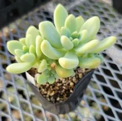 2025年最新】ミウル 多肉植物の人気アイテム - メルカリ