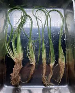 ADAソーシャルフェザーダスター50株 ソーシャルフェザーダスター