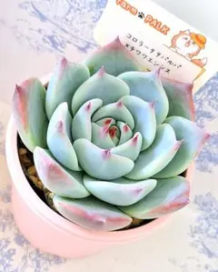 2025年最新】ふぁーむパルクの人気アイテム - メルカリ