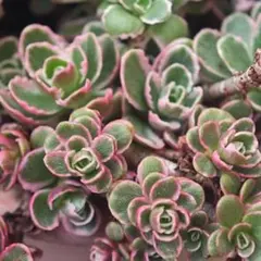 多肉植物 レッドラインエレガンス 抜き苗 - メルカリ