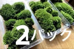 苔玉・苔 puyozou How to Propagate Sphagnum Moss] This article introduces how