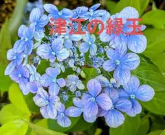 花苗】ヤマアジサイ 海峡 ポットごと発送 山紫陽花 山アジサイ