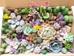 多肉植物 カット苗詰め合わせ 寄せ植えセット 《No.103》エケベリア多肉弁当