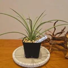 2026年最新】アガベ吹上の人気アイテム - メルカリ