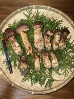 2025年最新】北海道松茸の人気アイテム - メルカリ