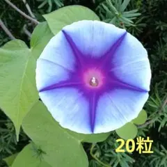 あさがお様 2025年最新】朝顔 レアの人気アイテム - メルカリ