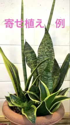 2025年最新】サンセベリアの人気アイテム - メルカリ