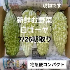 7/26朝取り☆新鮮白ゴーヤ/大きめサイズ/無農薬/宅急便コンパクト発送のサムネイル
