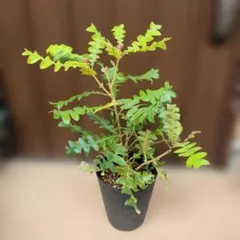 ちんちらページ　バンクシア　グランディス　鉢植え　苗　オージープランツ 2025年最新】バンクシア グランディスの人気アイテム - メルカリ