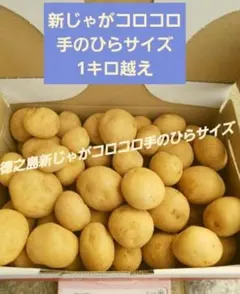 徳之島しんじゃが コロコロ手のひらサイズ 箱含めて1.5キロ 南国から 