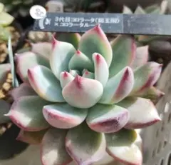 2025年最新】コロラータ ルーフの人気アイテム - メルカリ