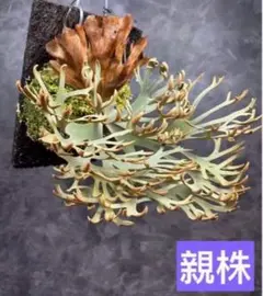 2026年最新】観葉植物 ビカクシダの人気アイテム - メルカリ