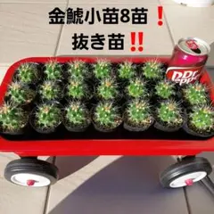 2025年最新】種 金鯱の人気アイテム - メルカリ