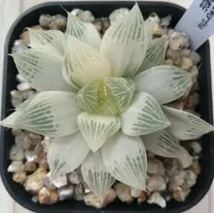 【特価‼︎】　ハオルチア　白蛇伝　カット苗① 2025年最新】ハオルチア 白蛇伝の人気アイテム - メルカリ