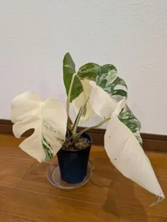 田島様まとめ買い専用 斑入りモンステラ1鉢 ボルシギアナ ホワイトタイガー