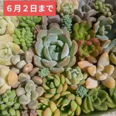❤️多肉植物❤️カット苗詰め合わせ　多肉弁当　寄せ植えセット　つぶつぶ　小さめ②