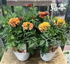 user_a50fc9e1様 リクエスト 2点 まとめ商品