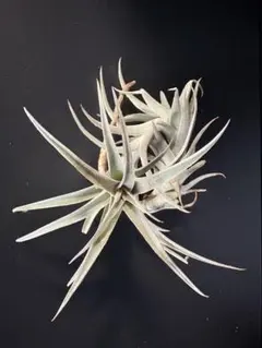 チランジア ベストインクラス Tillandsia - メルカリ