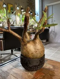 masahiko様 リクエスト 2点 まとめ商品