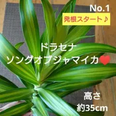 No.1【観葉植物♪】ドラセナ ソングオブジャマイカ♥️高さ35cm