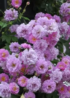 @マーサー様 リクエスト 2点 まとめ商品