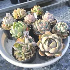 エケベリア　10苗セット　ポットごと発送