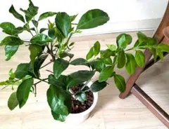 はるまま様 リクエスト 2点 まとめ商品